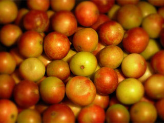 Camu Camu Fruits